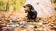Animals dog blurred Mammals outdoors leaves fallen leaves