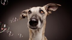 Animals dog bubbles Mammals