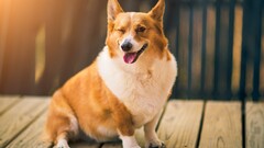 Animals dog corgi collie Mammals one eye closed