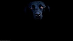 Animals dog dark black Mammals animal eyes
