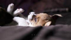 Animals dog depth of field Puppies Typography Mammals