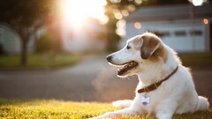 Animals dog grass sunlight bokeh Mammals outdoors urban