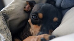 Animals dog in bed closeup Mammals