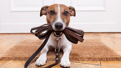 Animals dog indoors brown eyes Mammals