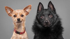 Animals dog portrait Simple Background Mammals