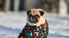 Animals dog pug Mammals snow outdoors