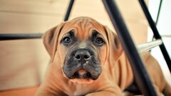 Animals dog Puppies Mammals