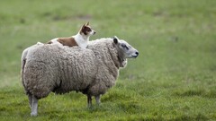 Animals dog sheep Mammals outdoors