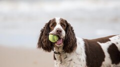 Animals dog tennis balls Mammals outdoors balls