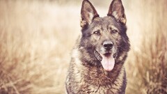 Animals dog tongues Mammals