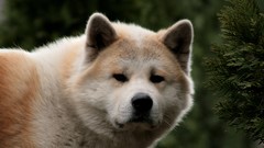 Animals Dogs akita