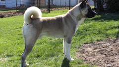 Animals Dogs akita