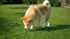 Animals Dogs akita