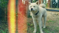 Animals Dogs akita spitz