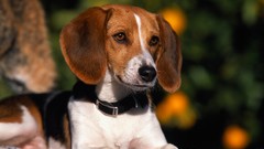 Animals Dogs American Fox Hound