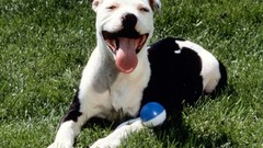 Animals Dogs American pitbull terrier