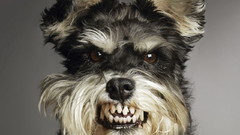 Animals Dogs angry fangs