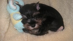 Animals Dogs baby animals