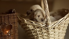Animals Dogs baskets