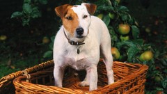 Animals Dogs baskets