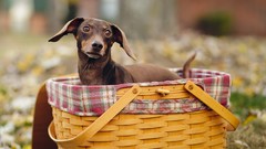 Animals Dogs baskets