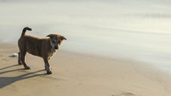 Animals Dogs Beaches
