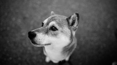 Animals Dogs Beaches