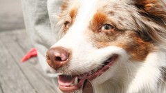 Animals Dogs Beaches happy sunlight