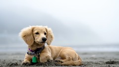 Animals Dogs Beaches outdoors pets
