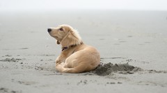 Animals Dogs Beaches outdoors pets