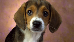 Animals Dogs beagle
