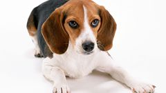 Animals Dogs beagle