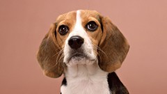 Animals Dogs beagle