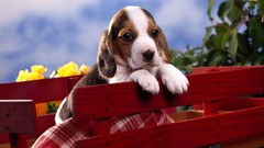 Animals Dogs beagle