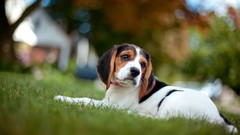 Animals Dogs beagle