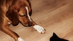 Animals Dogs beagle Kittens