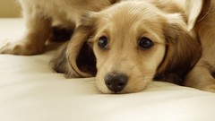 Animals Dogs beds feline