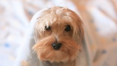 Animals Dogs beds pets