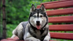 Animals Dogs bench Siberian Husky husky pets