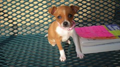 Animals Dogs bench sitting