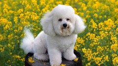 Animals Dogs bichon frise