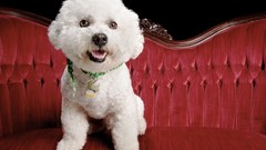 Animals Dogs bichon frise