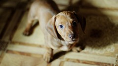 Animals Dogs biscuits