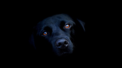 Animals Dogs black background