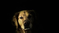 Animals Dogs black background