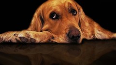 Animals Dogs black background sad reflections pets