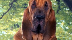 Animals Dogs Bloodhound
