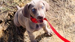 Animals Dogs blue eyes leash