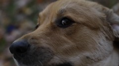 Animals Dogs Blur faces