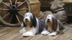 Animals Dogs bobtail